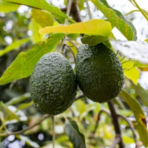 Pommes de terre Spunta